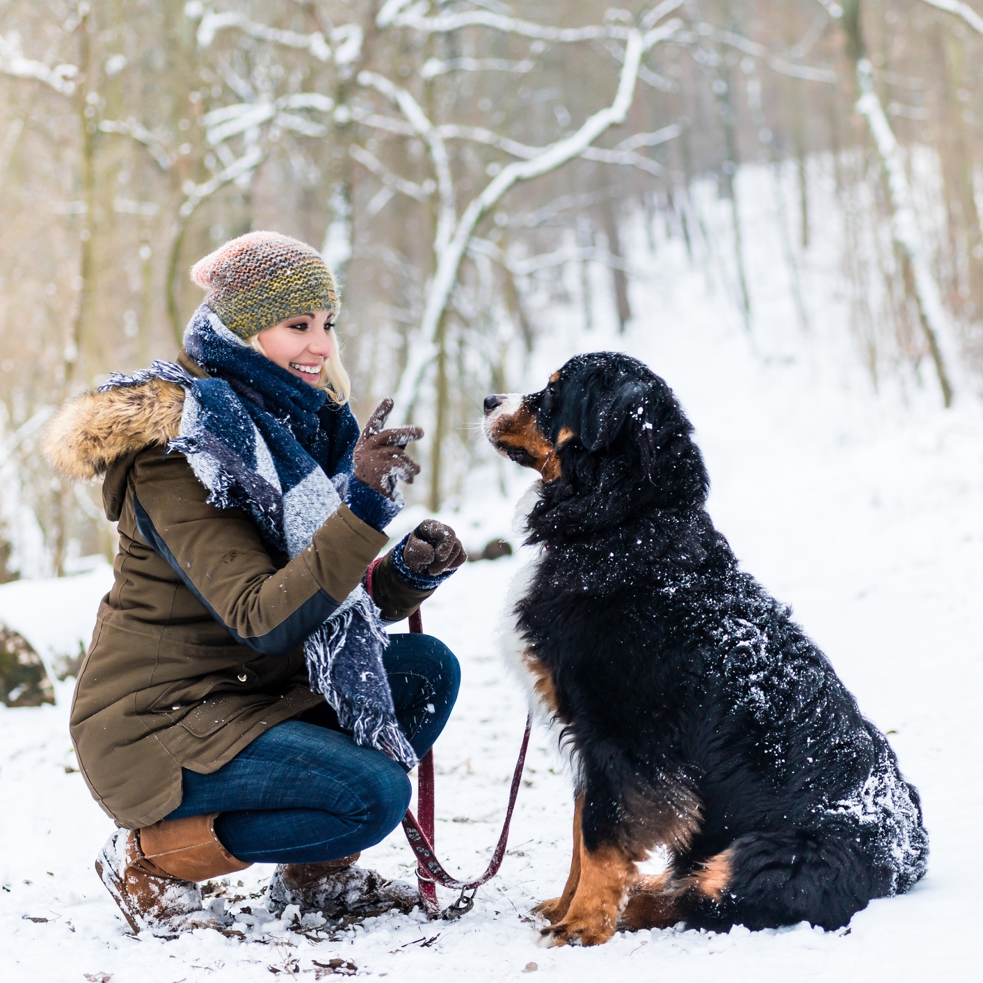 Dog Training Berner Mountain Dog