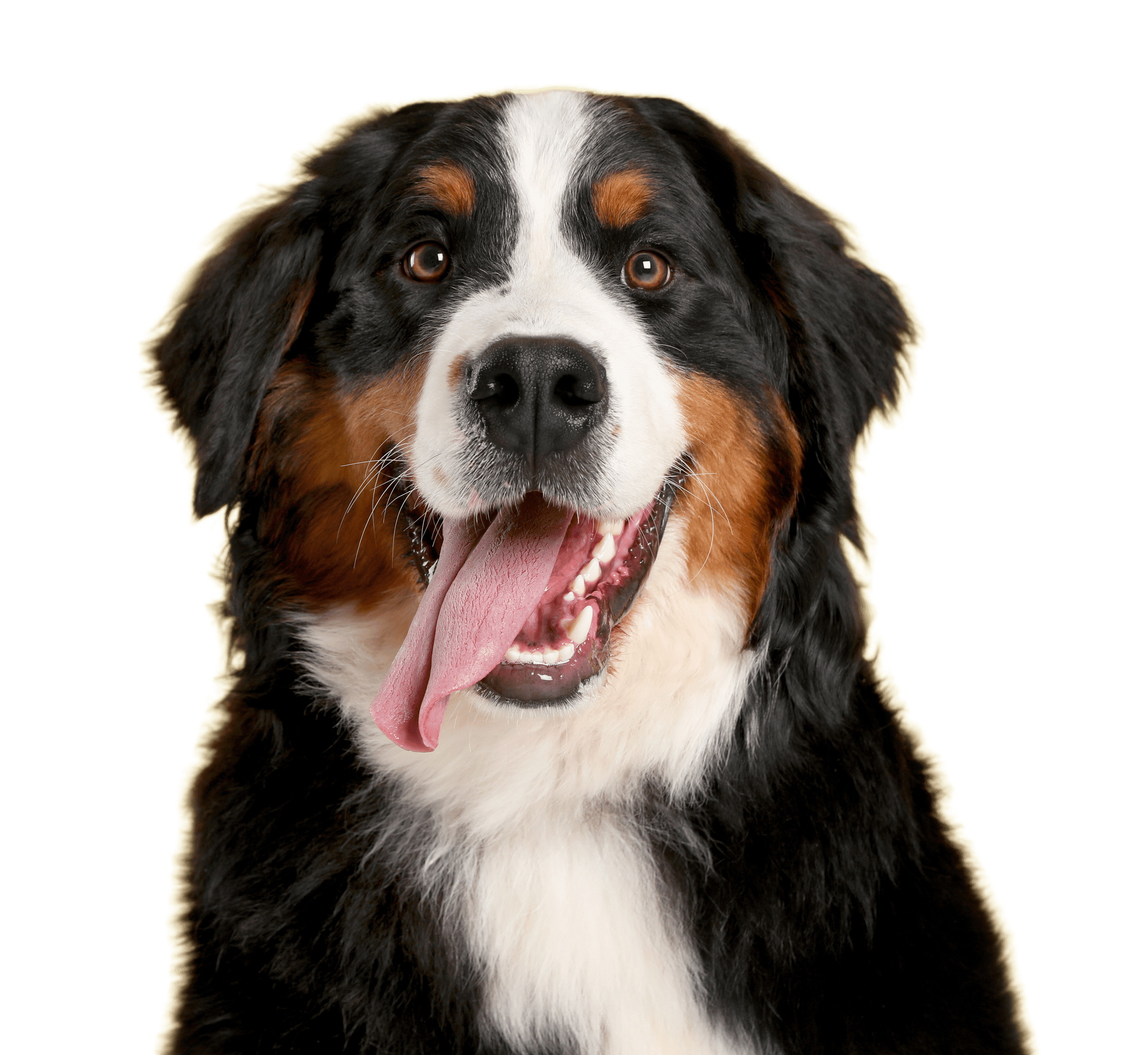 Homepage Berner Mountain Dog