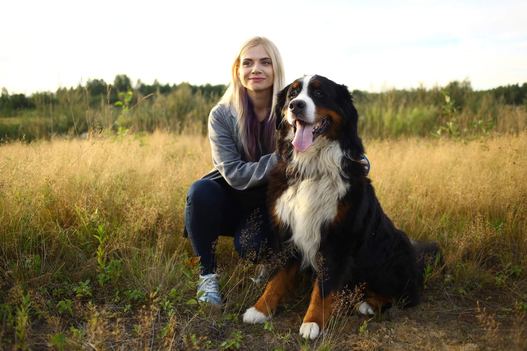 Bernese Mountain Dog 101 Your Ultimate Guide