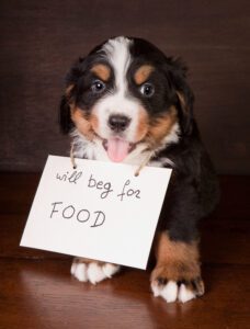 Mini Bernese Mountain Dogs: Small in Size, Big in Personality - Berner ...