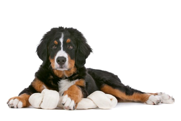 Mini Bernese Mountain Dogs: Small in Size, Big in Personality - Berner ...