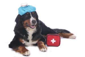 Mini Bernese Mountain Dogs: Small in Size, Big in Personality - Berner ...